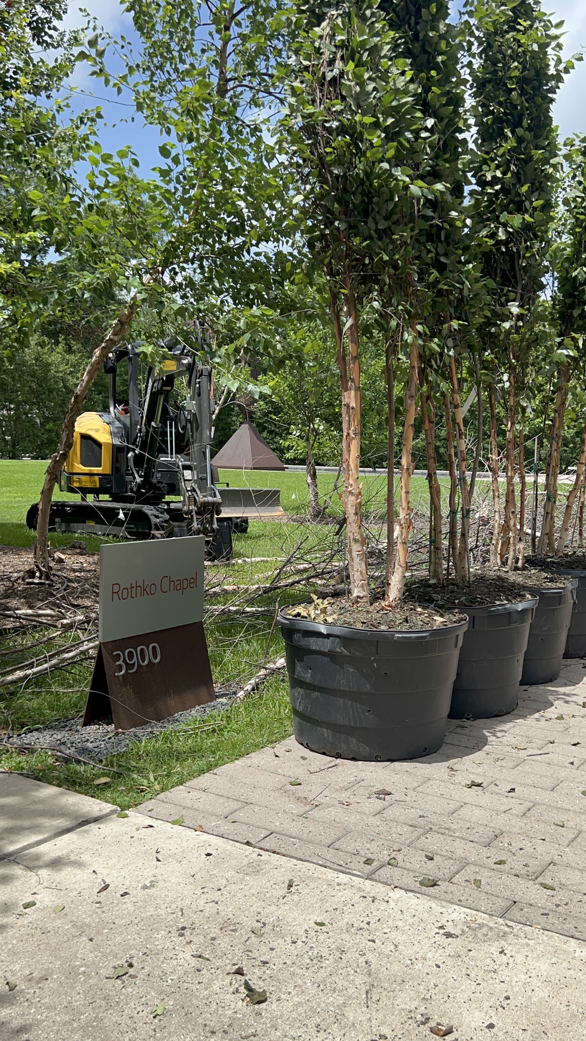 Rothko Chapel replanting project photo 3