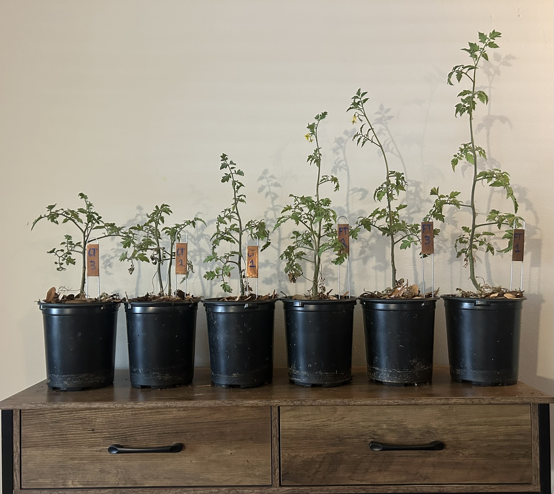 Tomato plants showing vigorous growth supported by frass-amended soil