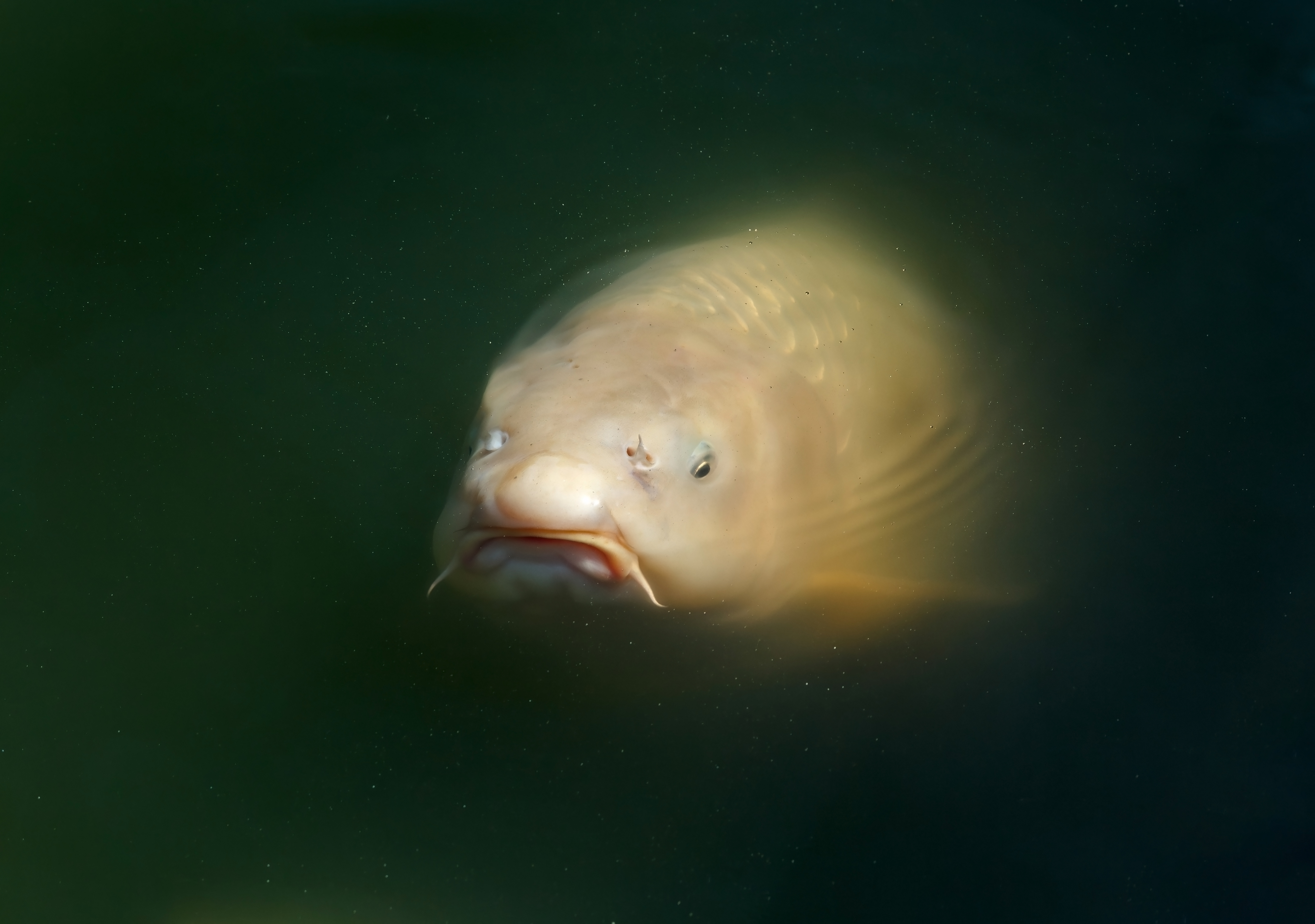 Koi fish gliding through a garden pond