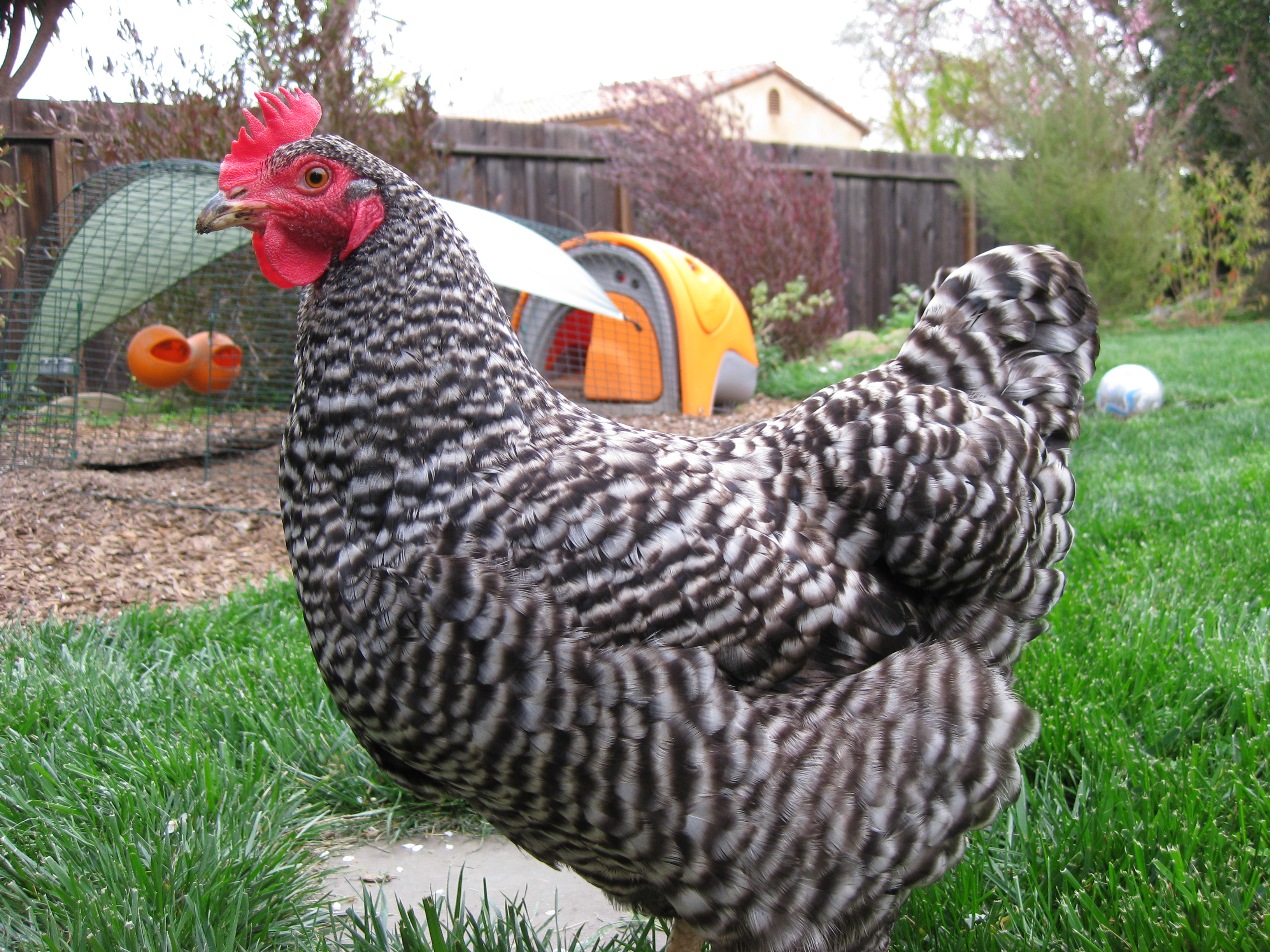 Barred Rock hen exploring a backyard garden