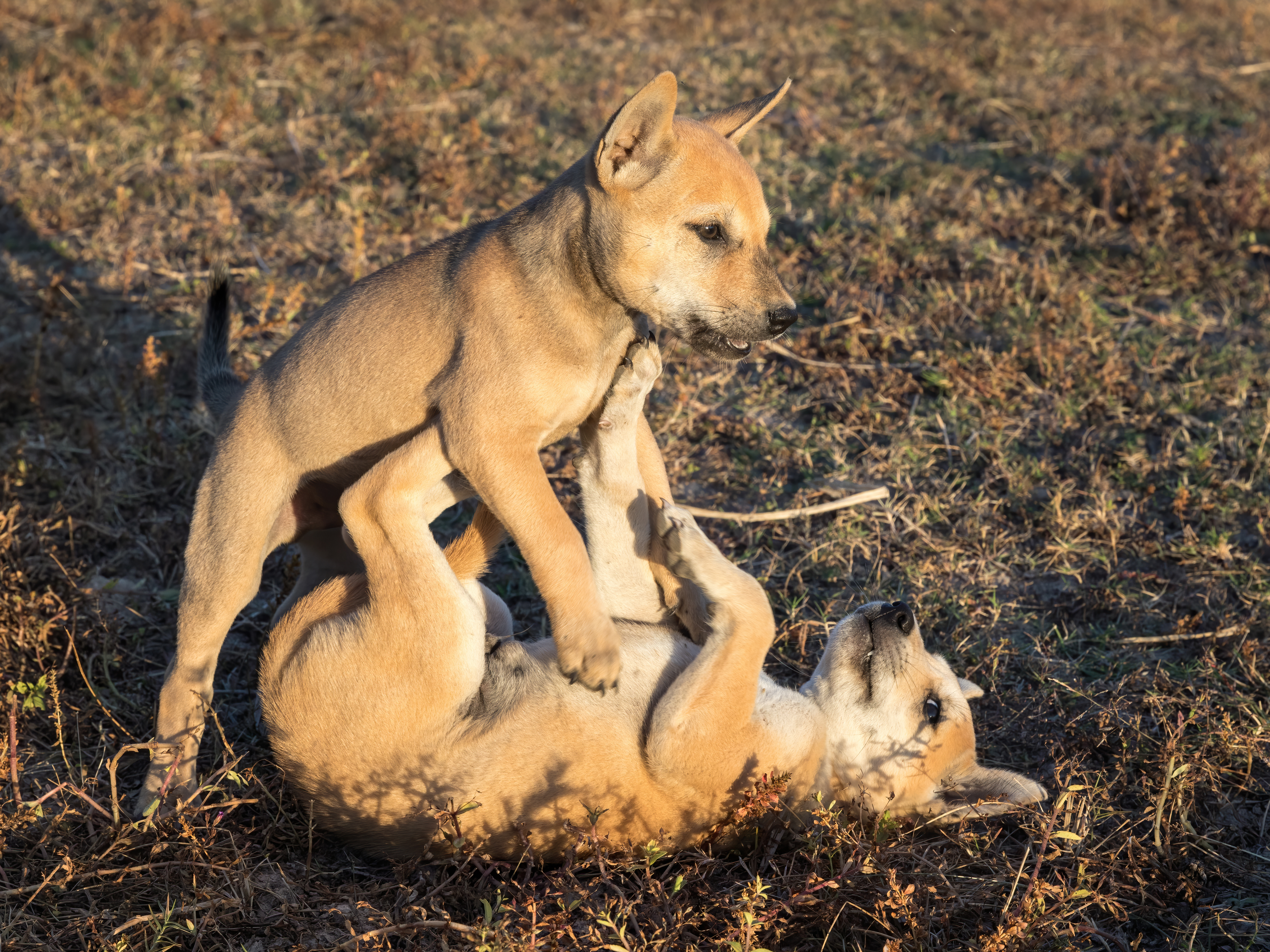 Two playful puppies wrestling at sunset