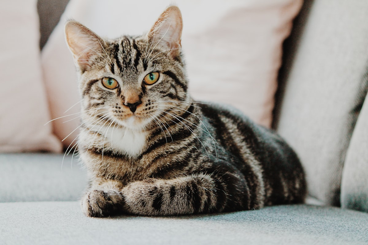 Grey cat relaxing by a bright window