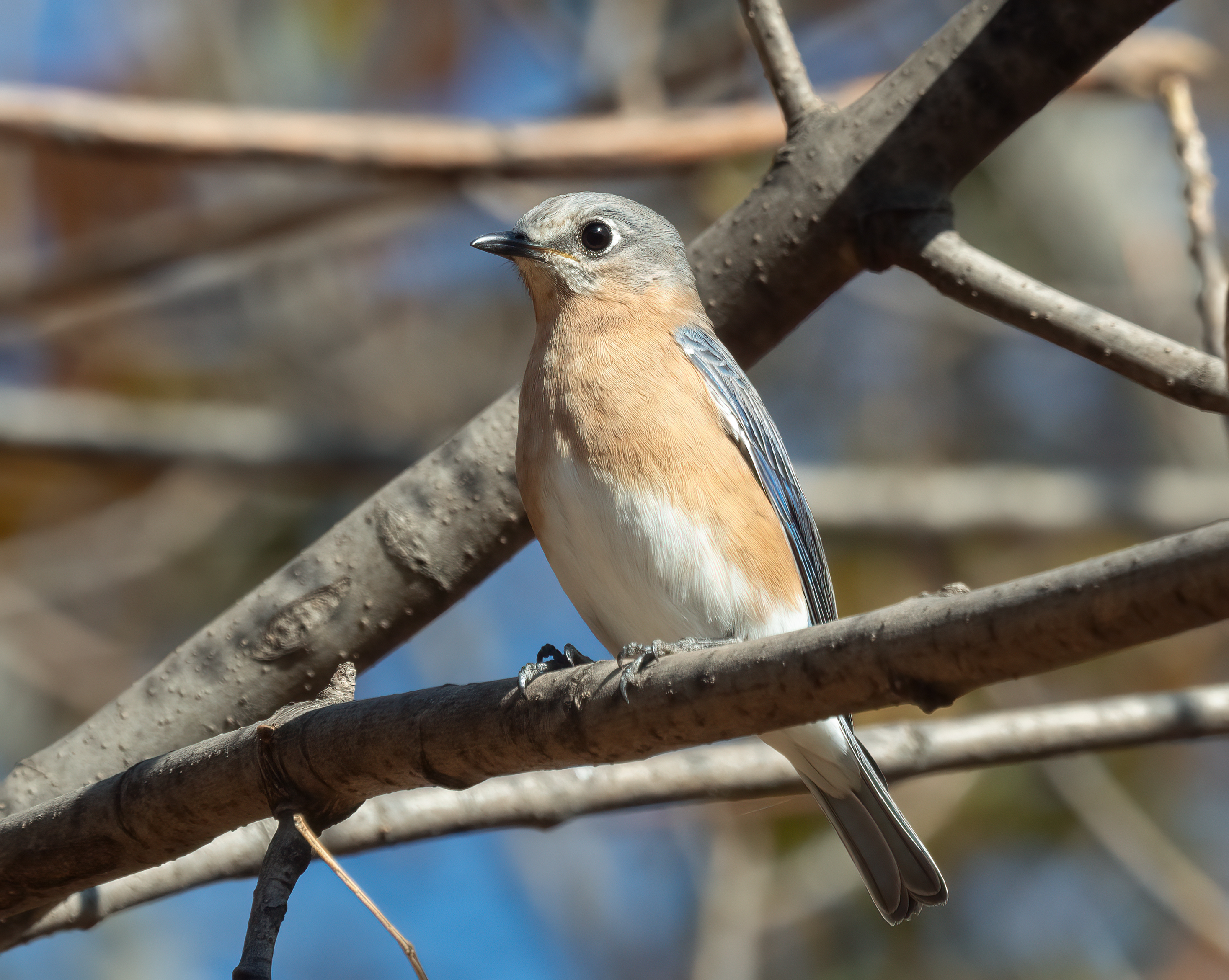 Eastern bluebird perched on a lichen-covered branch