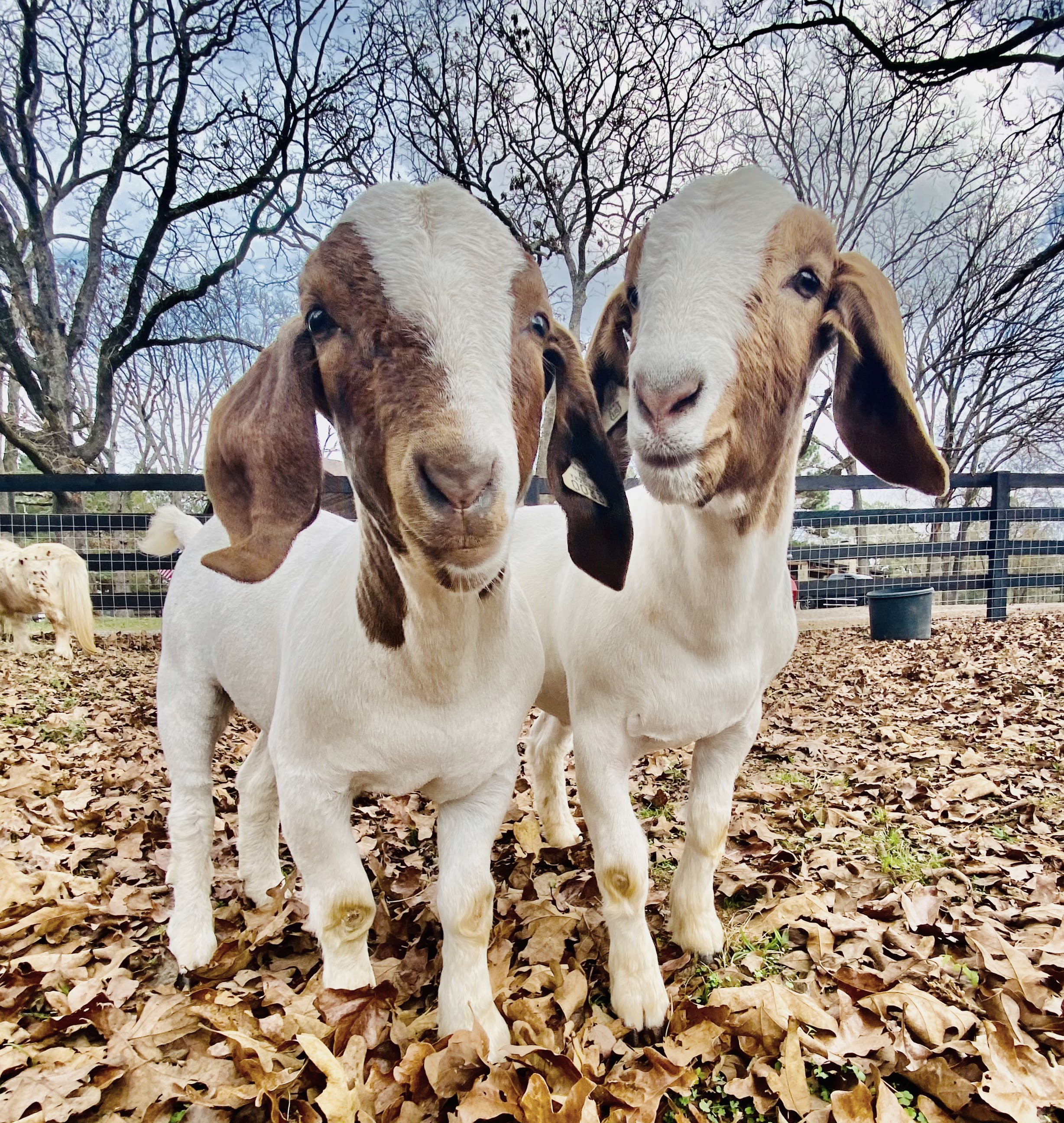 Baby goats exploring their world — new life on the farm