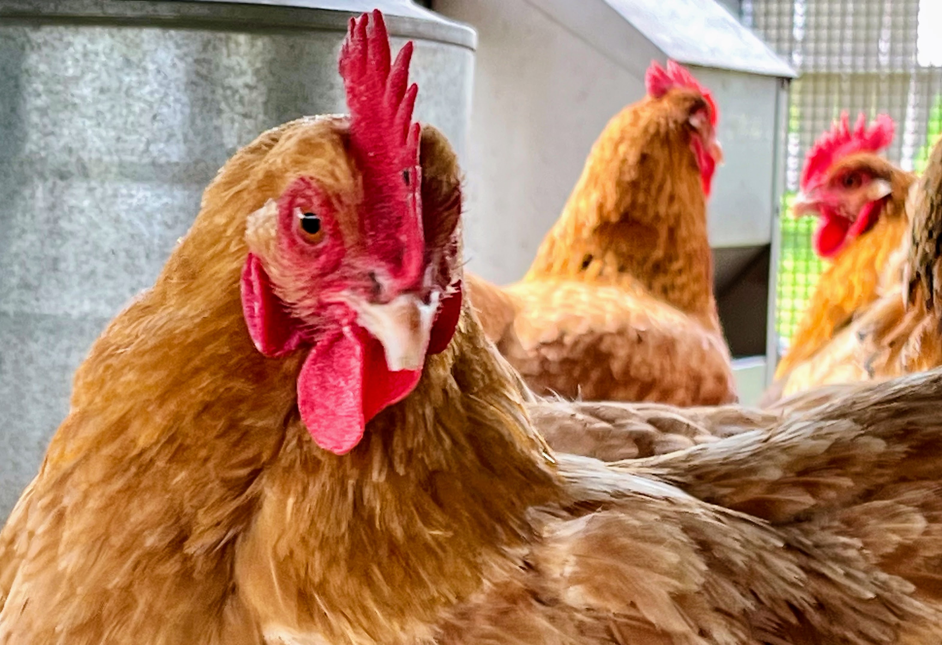 A chicken captured in portrait — personality shining through feathers
