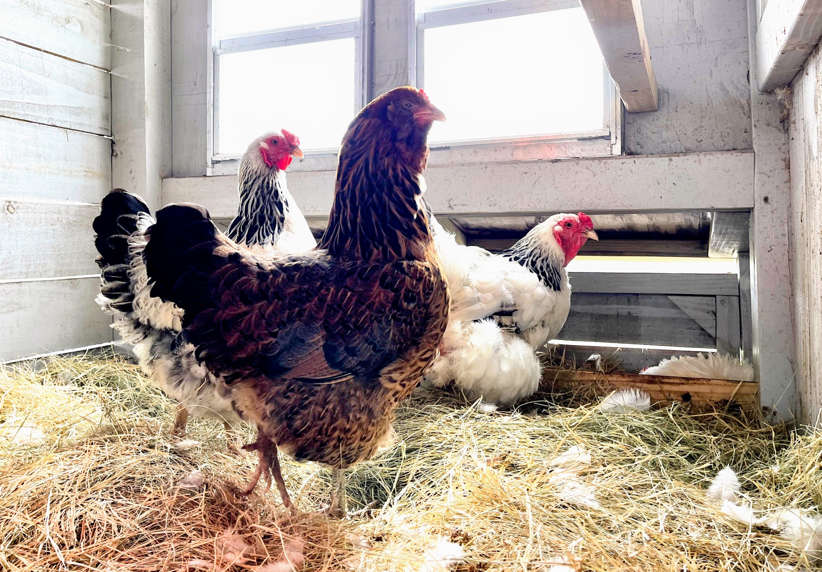 Chickens moving freely across the farmyard