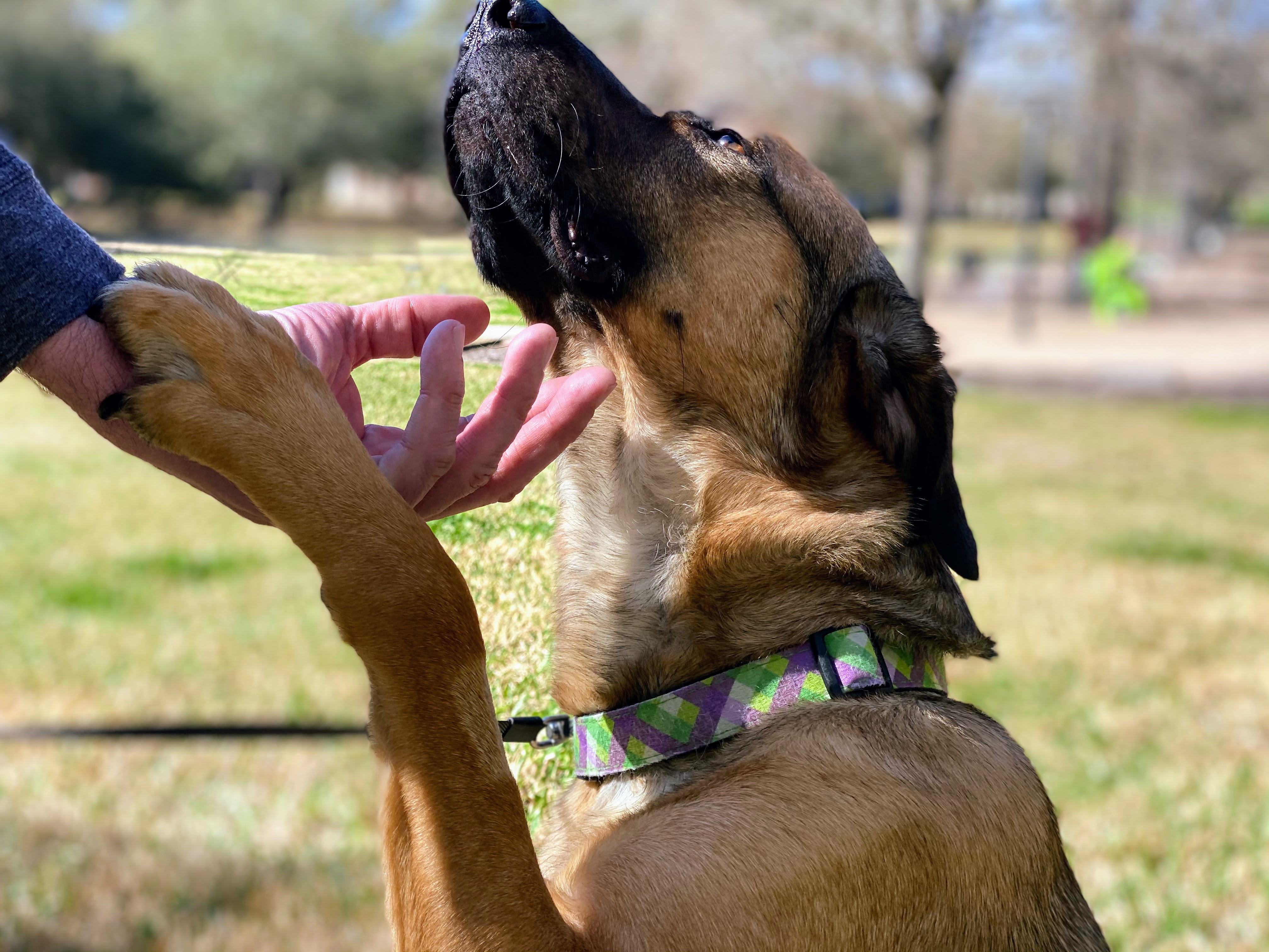 A loyal dog leaning into its human companion