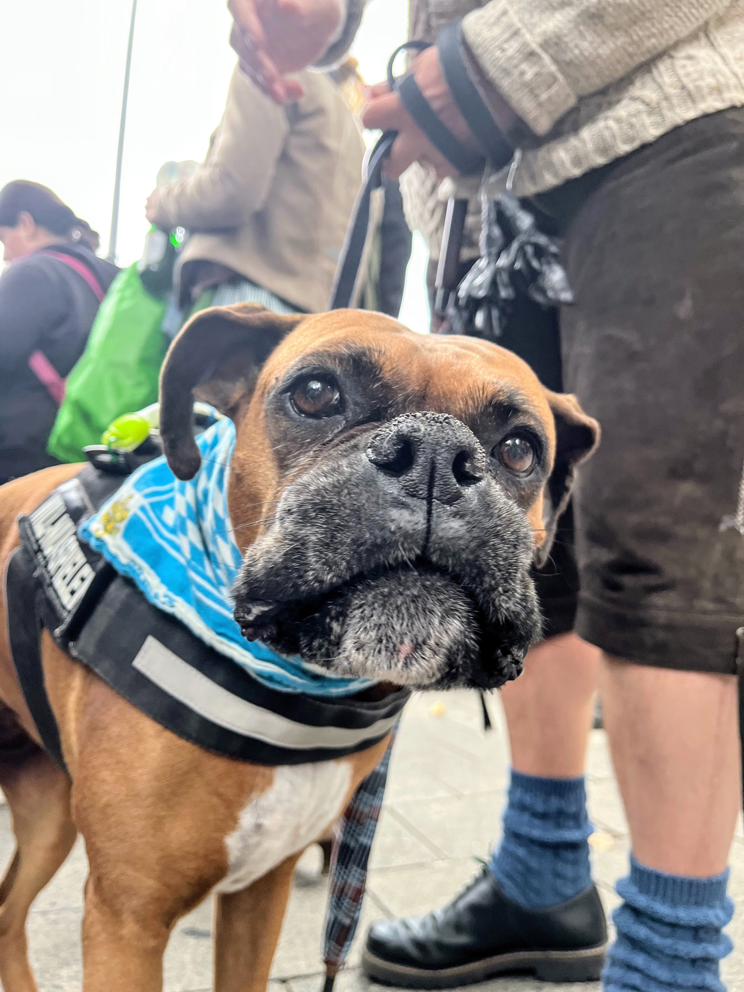 A close-up portrait emphasizing the character in a dog's face
