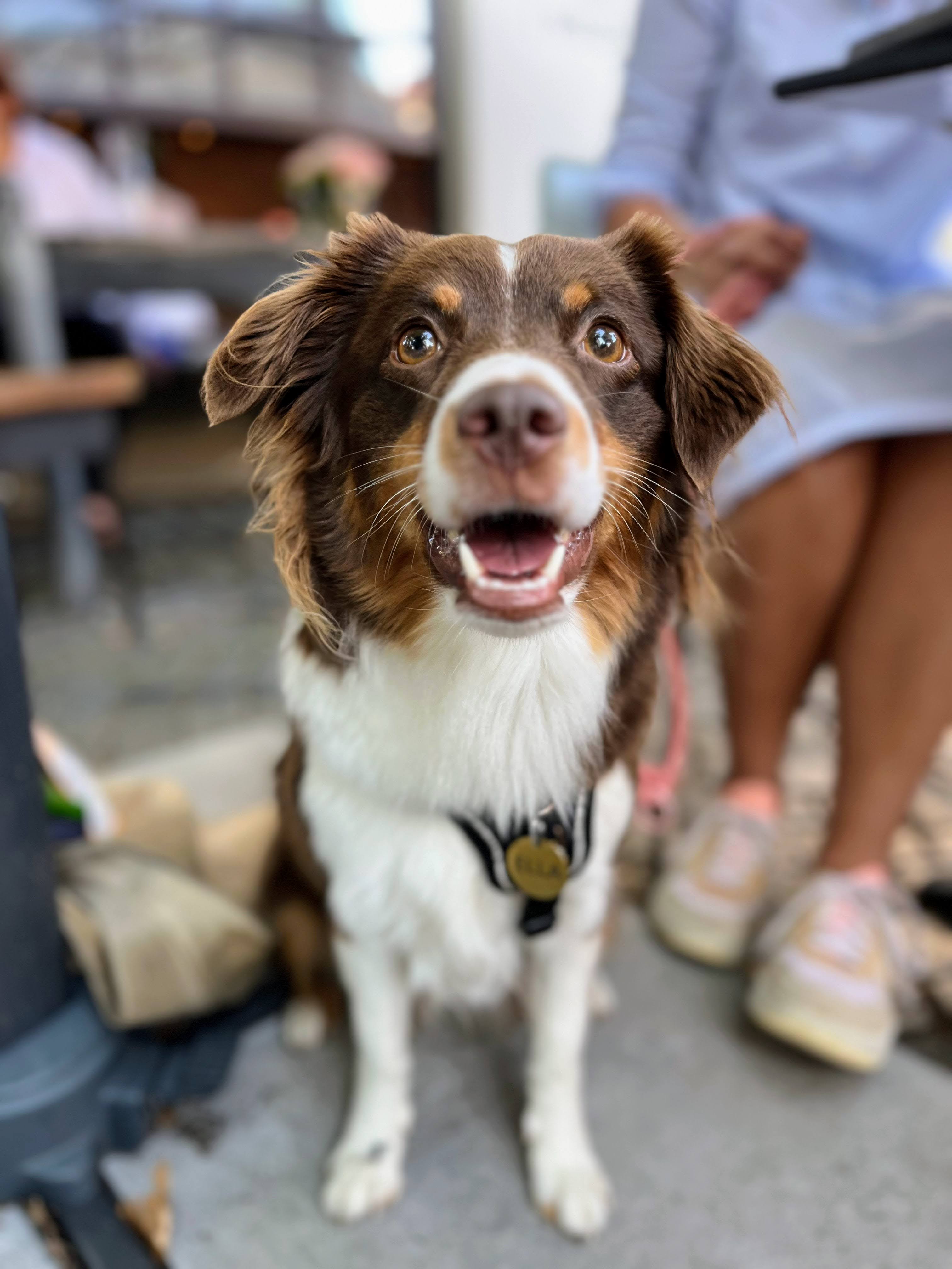 A dog resting at its guardian's feet — quiet trust in every gesture