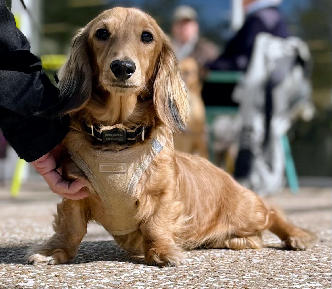 A dog pausing on the street, alert and alive