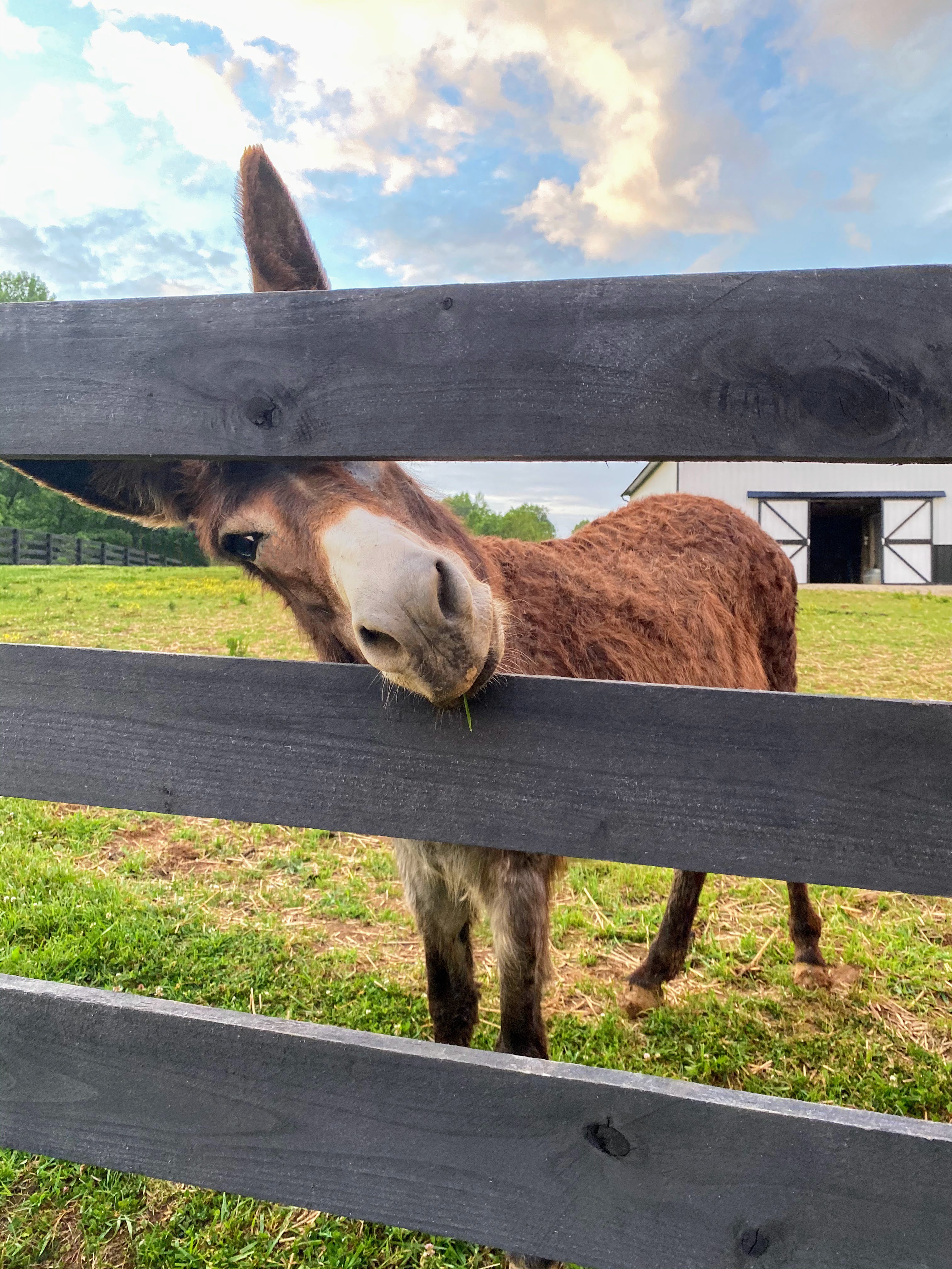 A donkey with a gentle, smiling face