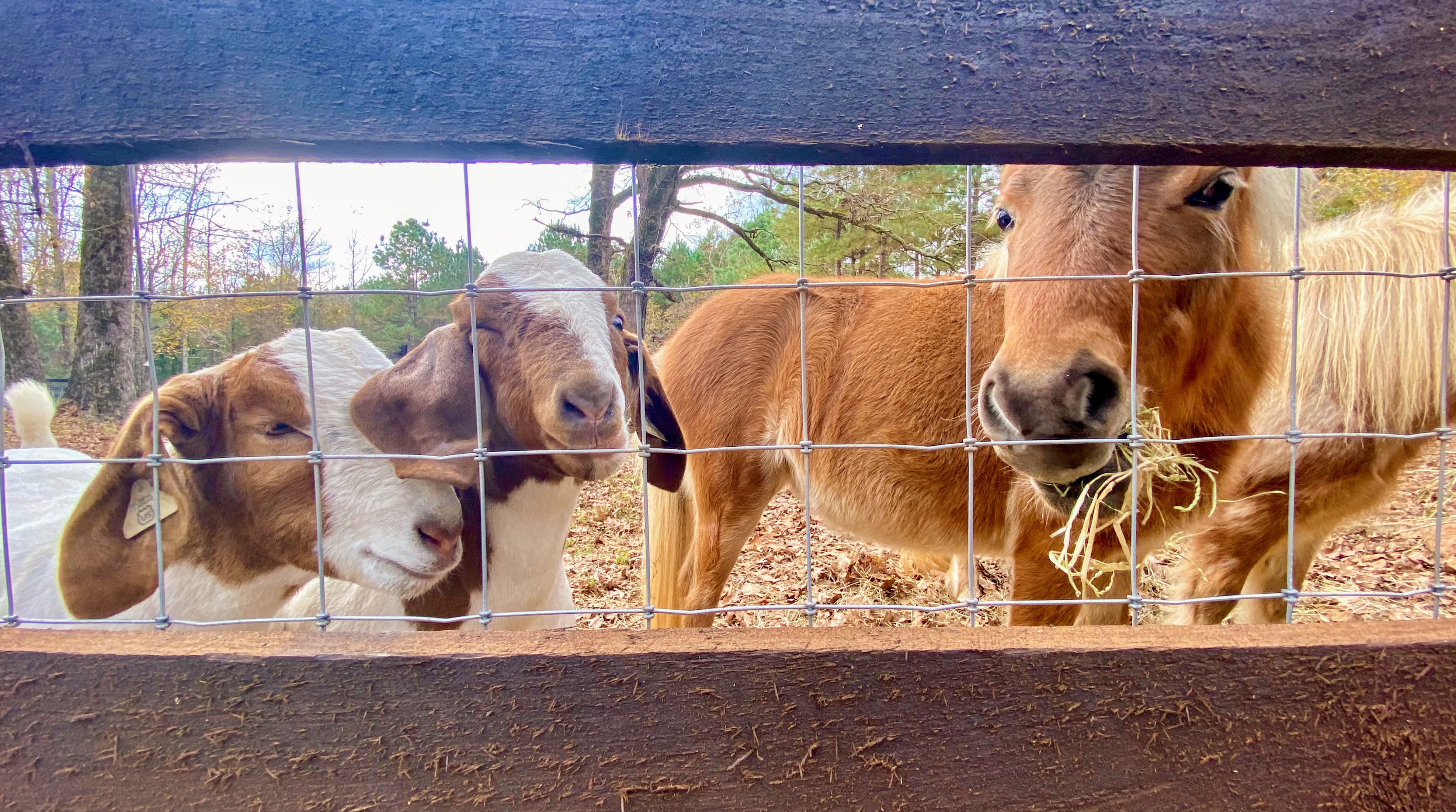 An animal peering over a fence with curiosity
