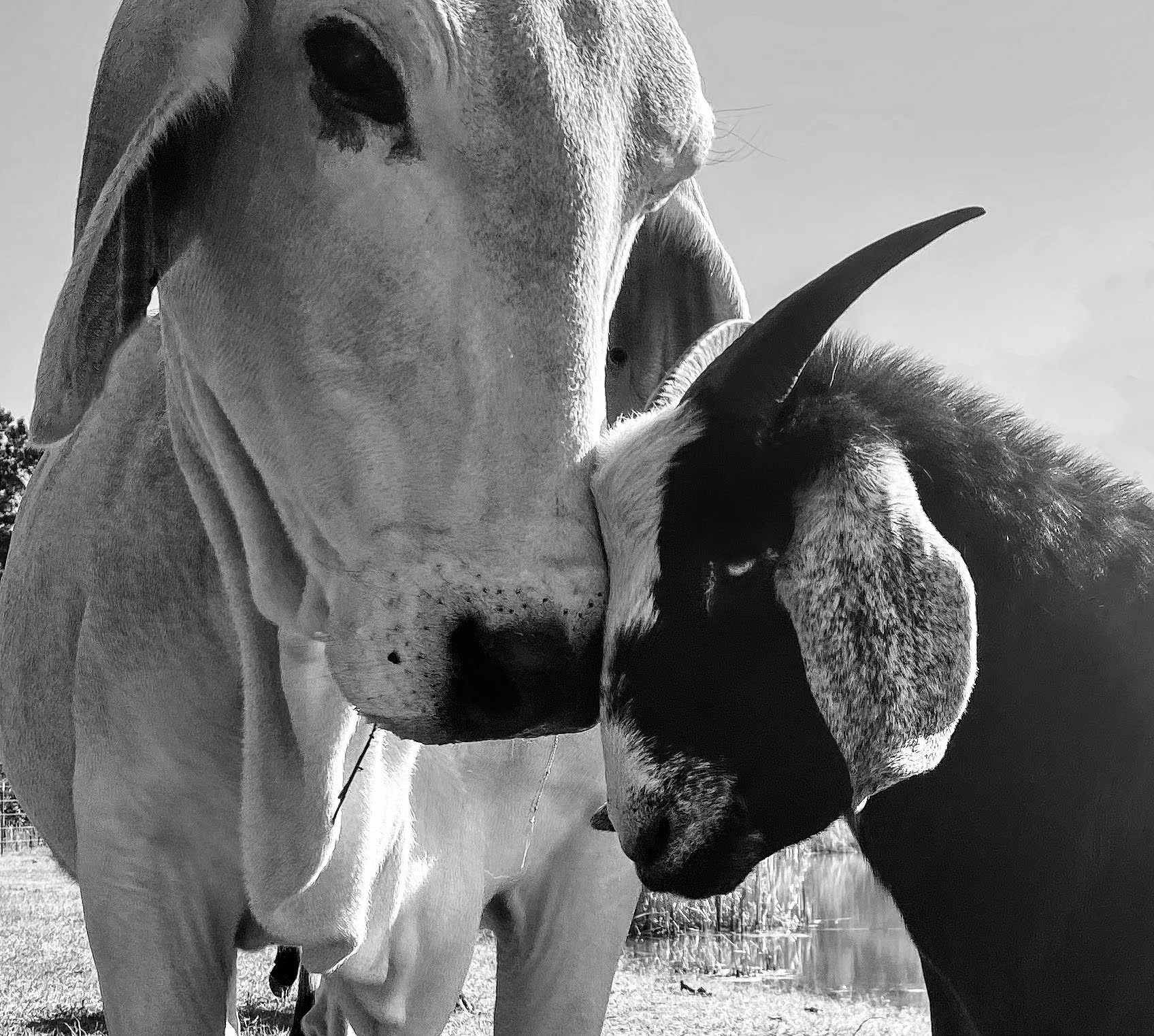 Friends gathered with their animals, sharing warmth and laughter