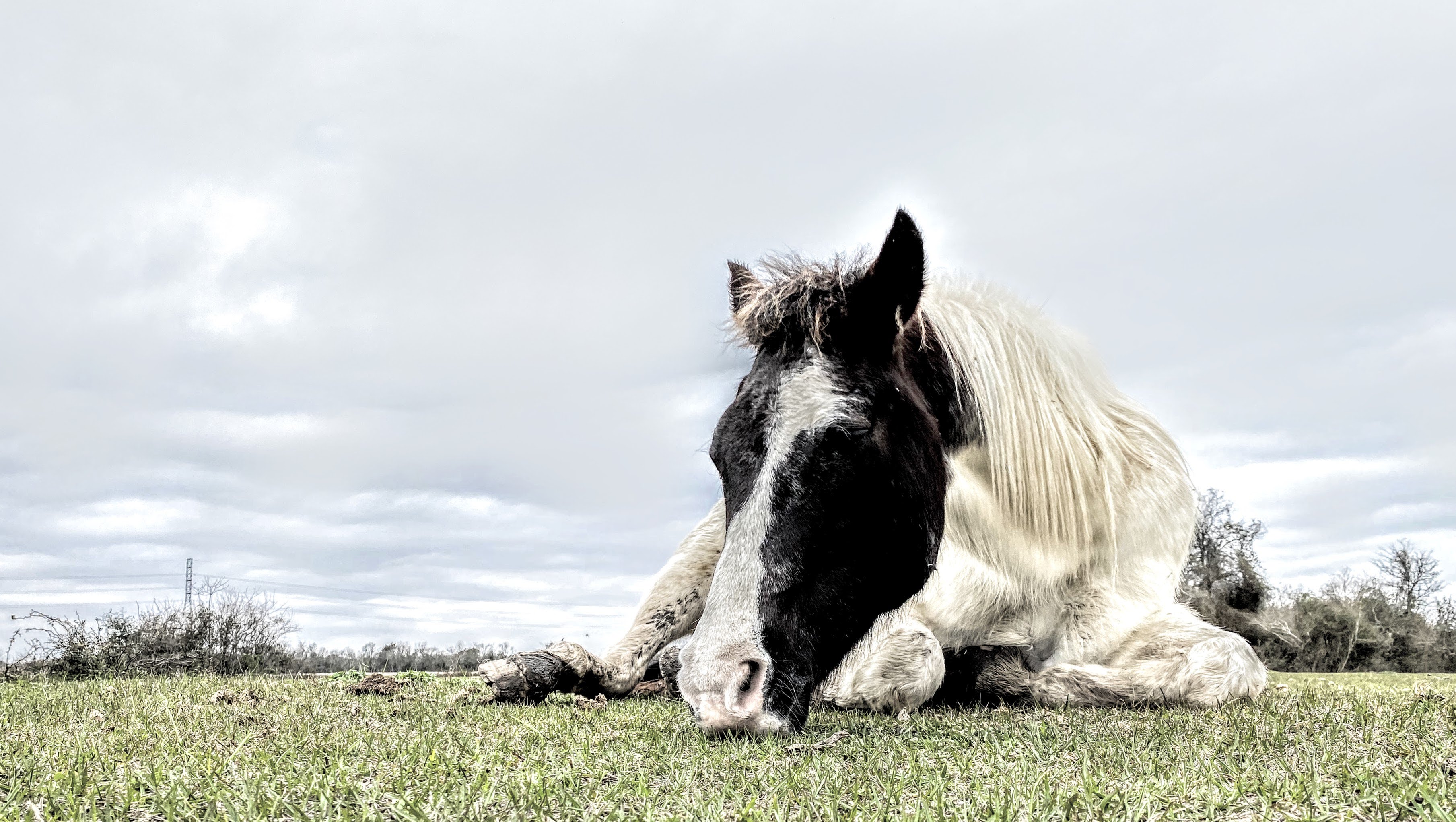 A horse standing in an open pasture under wide skies