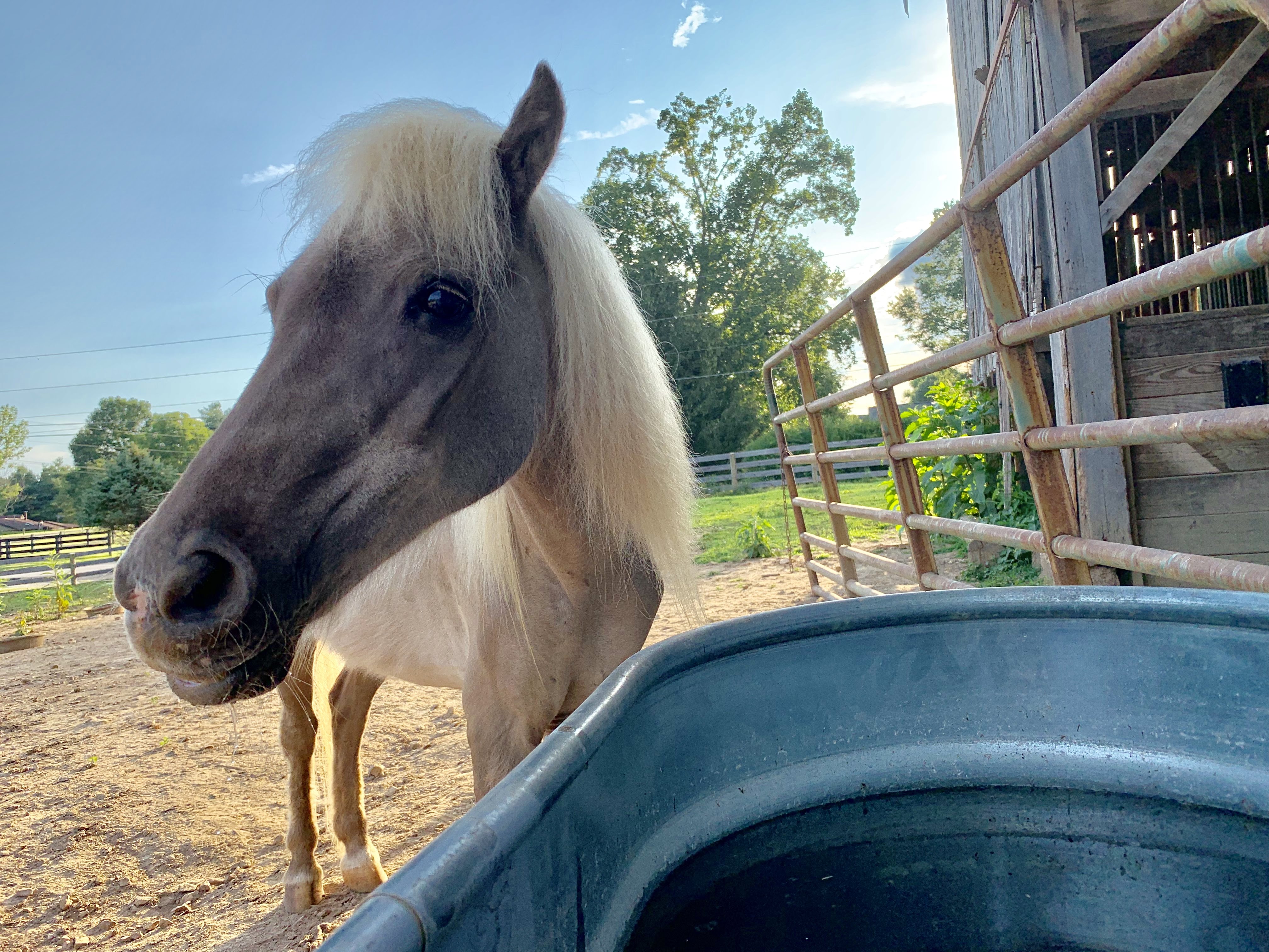 The flowing mane of a horse, captured in fine detail