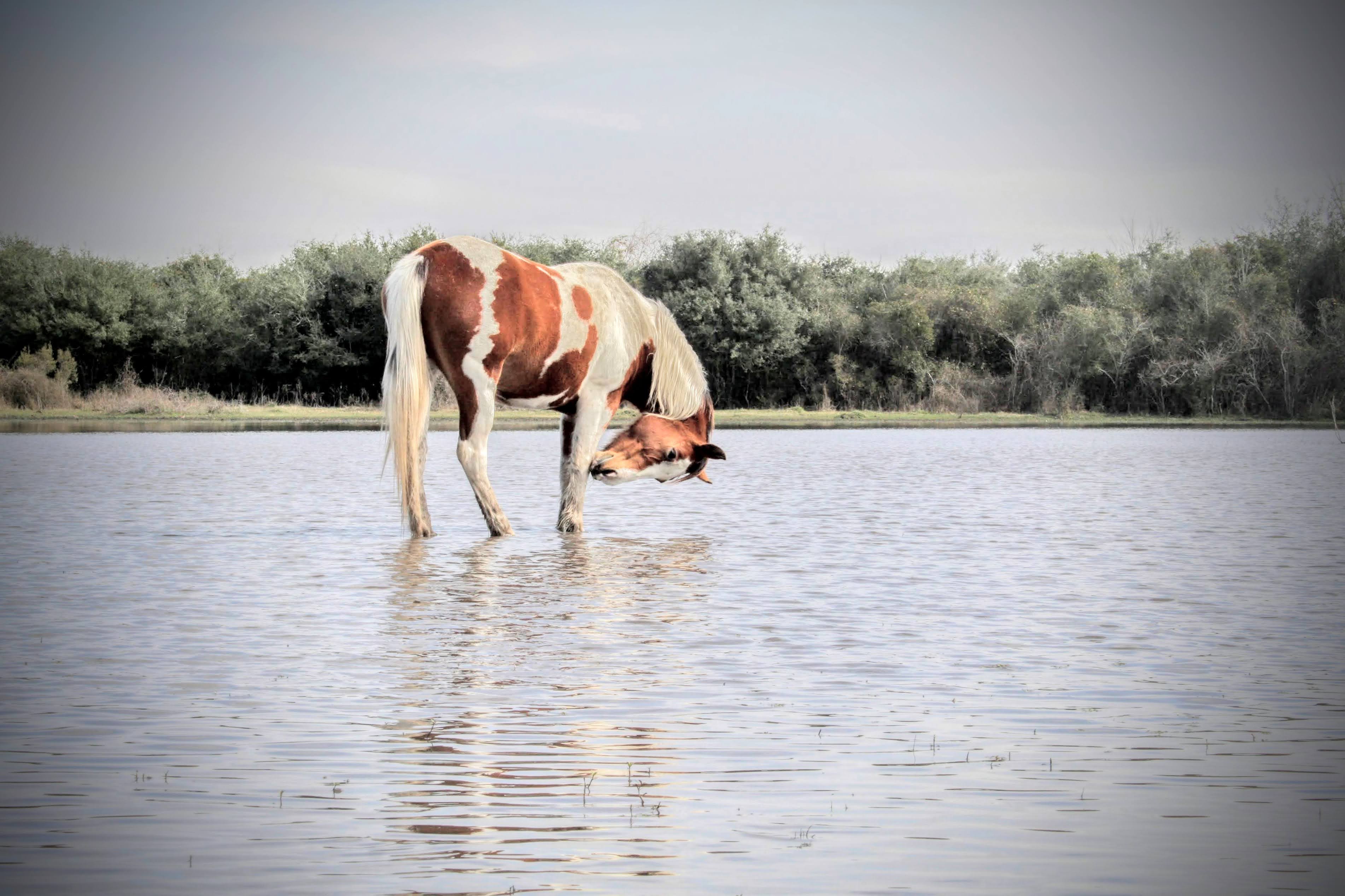 A horse at the edge of a stock pond — a quiet moment of ranch life