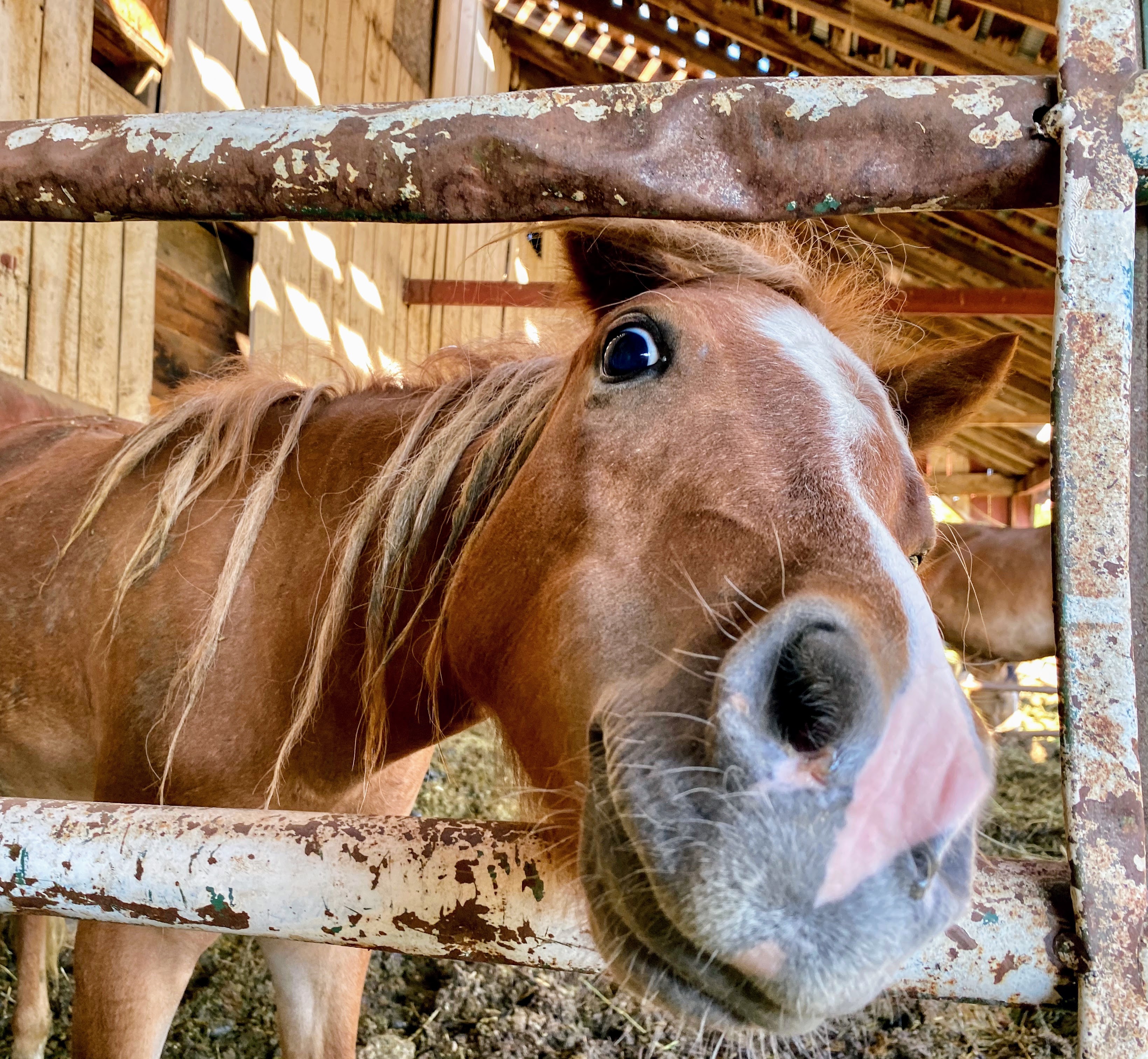 A horse with a wide, joyful expression — pure animal happiness
