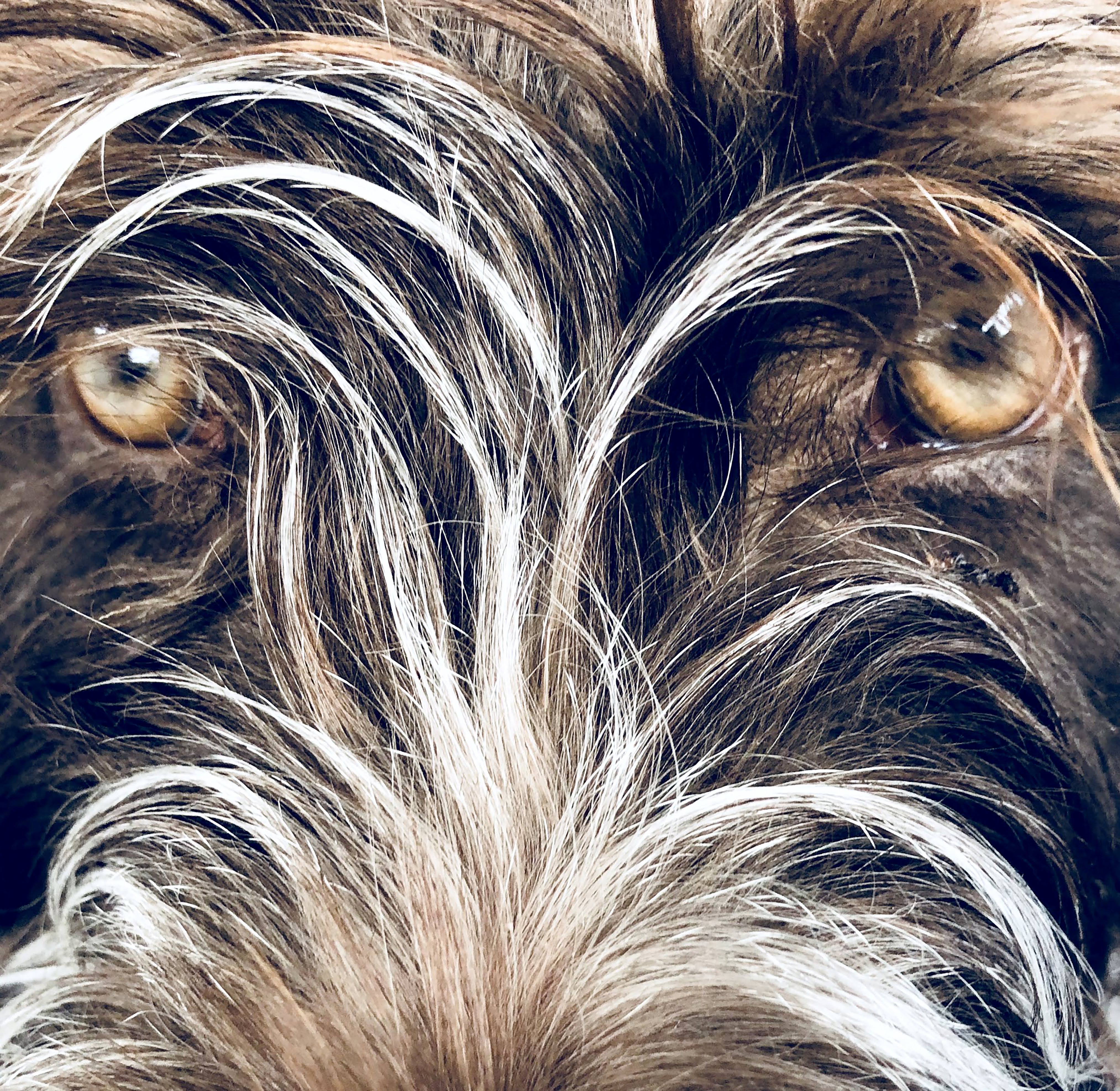 Molly — a dog whose soulful eyes tell their own story