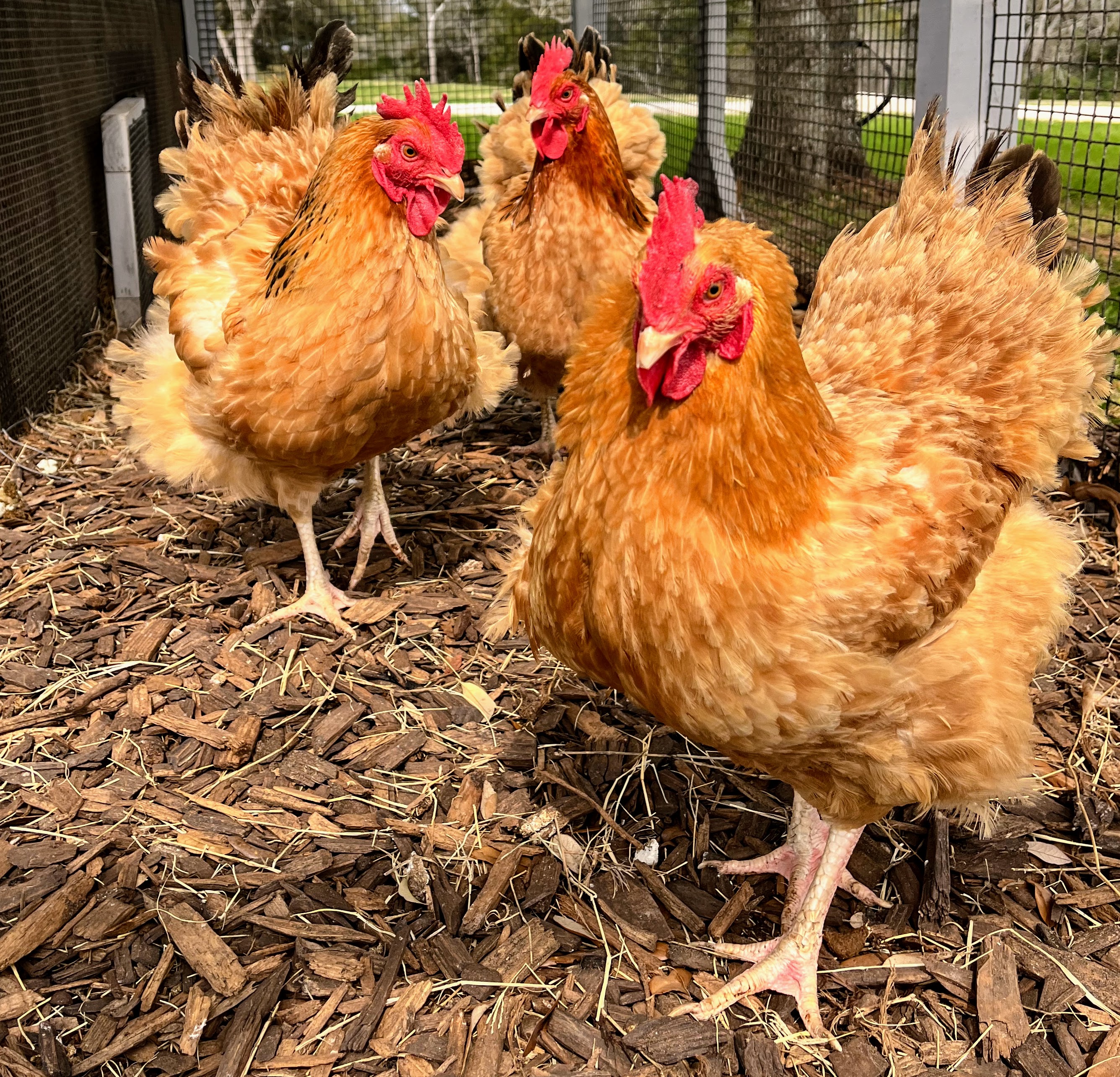 A flock of golden chickens in warm light