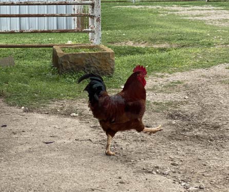 A proud rooster standing tall
