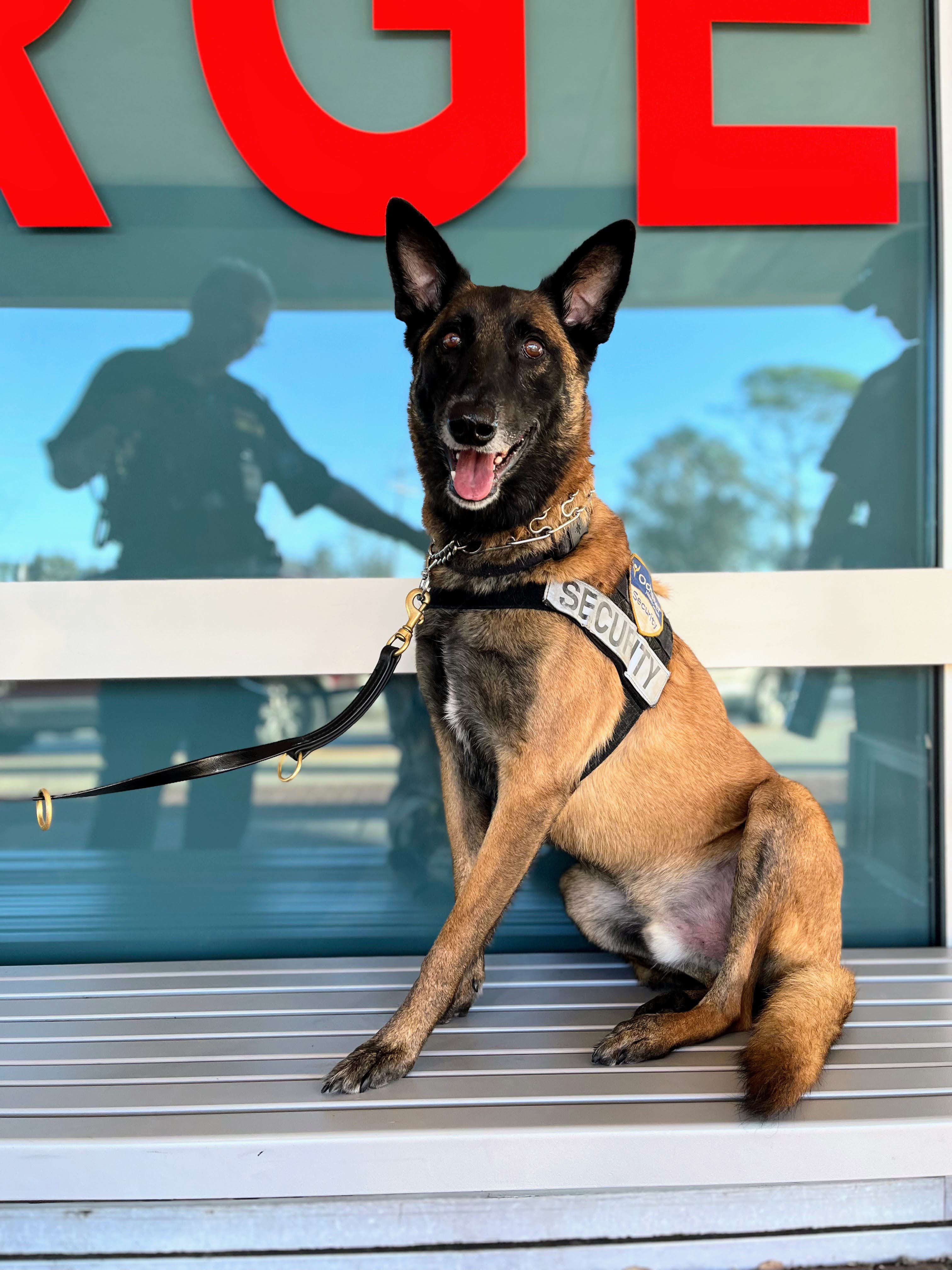 A steadfast dog standing guard — loyalty personified