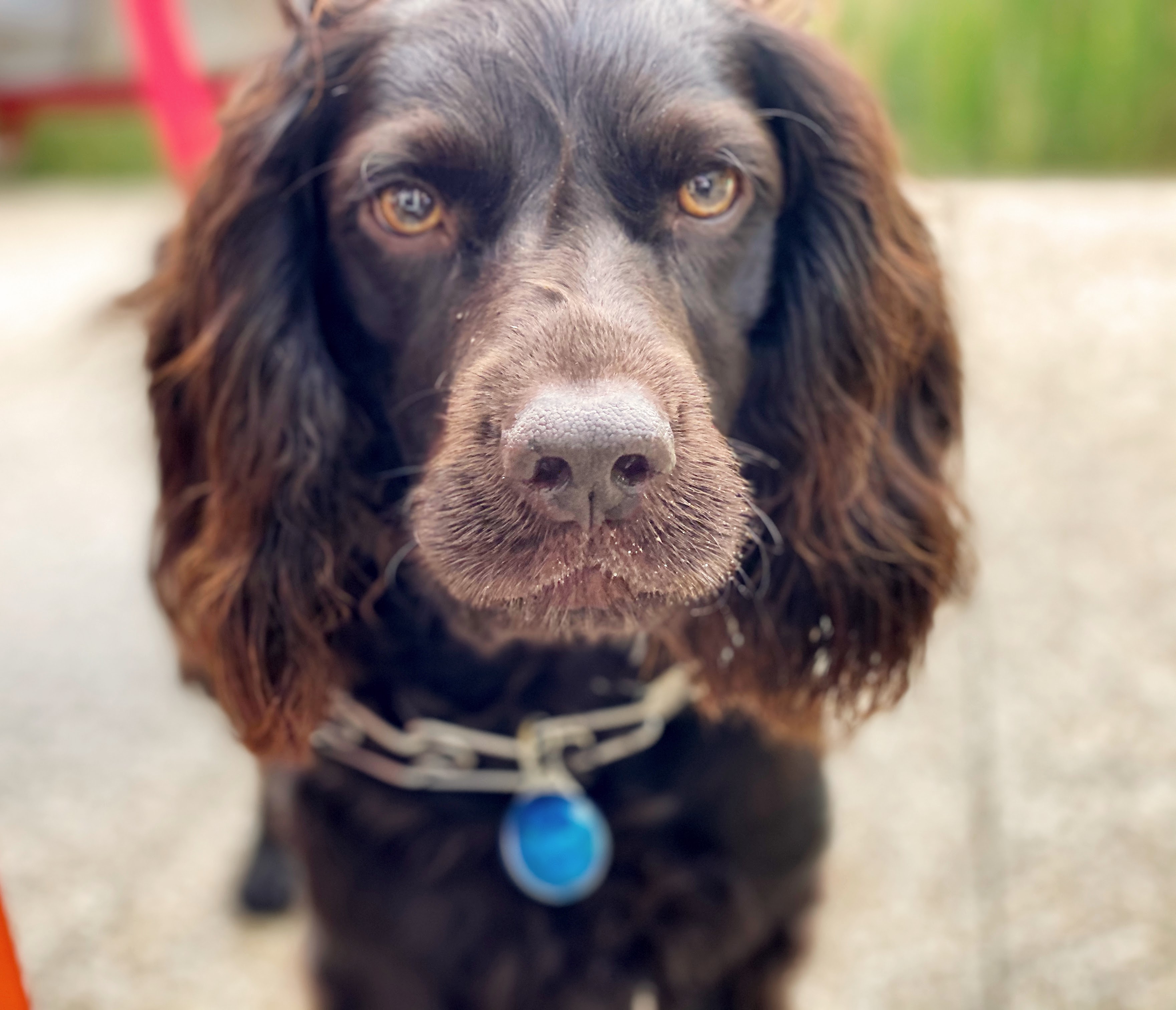 A dog with a thoughtful, penetrating gaze