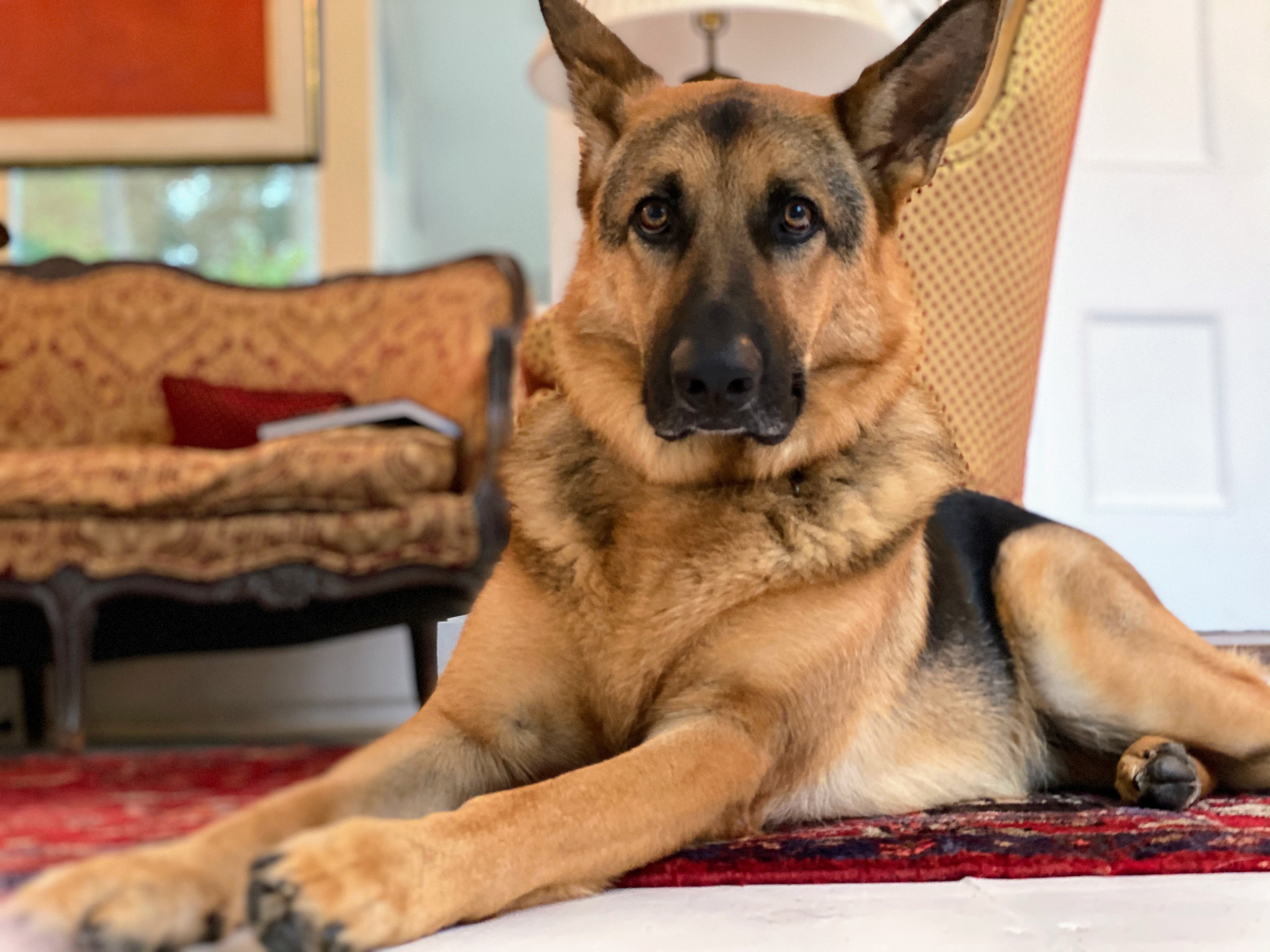 A stately dog posing with quiet dignity