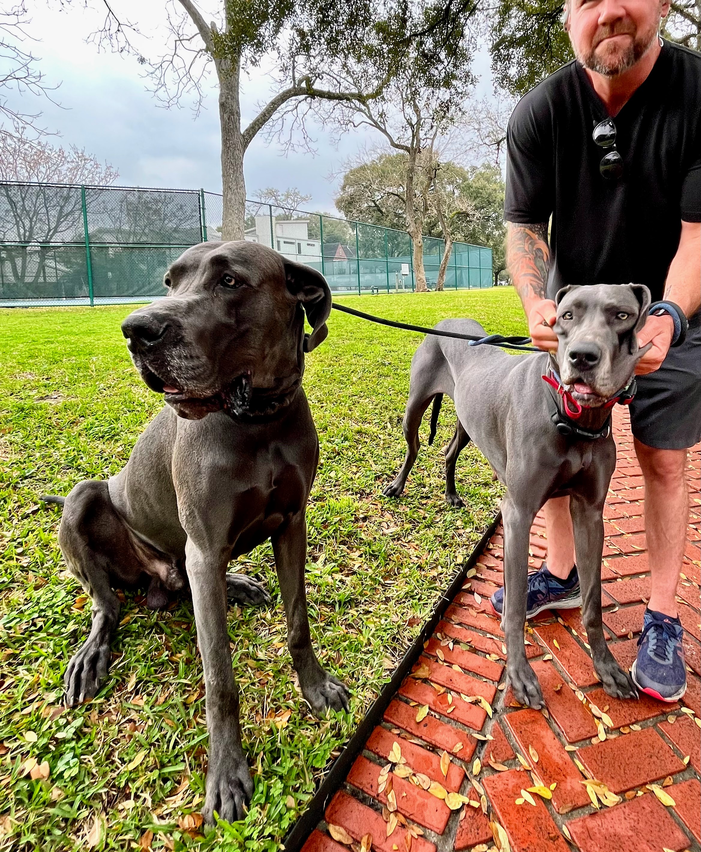 Two dogs side by side — friendship between animals mirrors our own