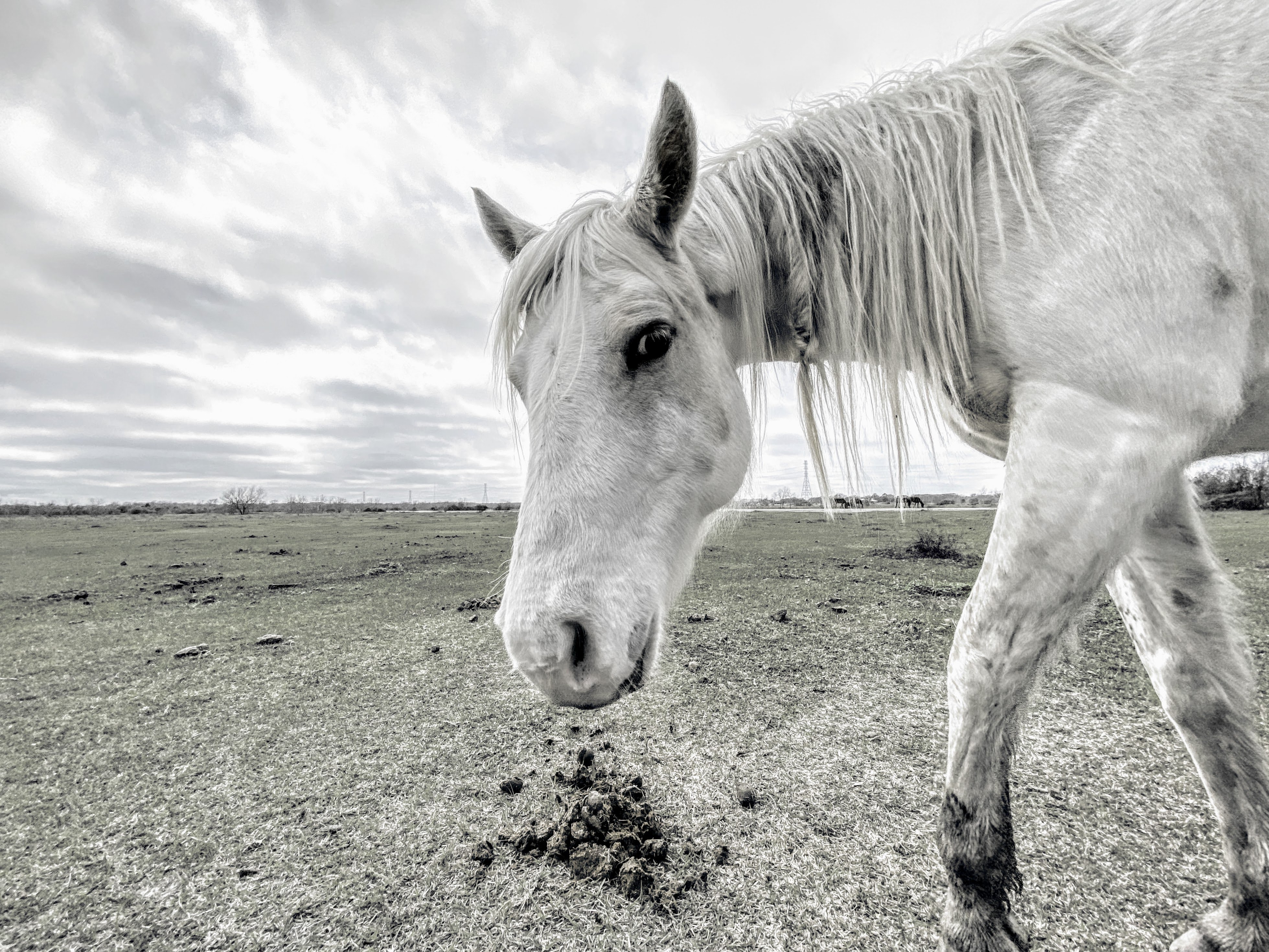 A white horse in its pasture, luminous in the light